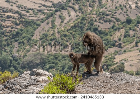 Gelada Baboon (Theropithecus gelada) pair mating in the Simien Mountains, Ethiopia