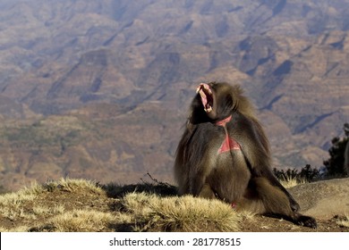 Gelada baboon is yawning