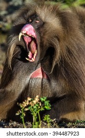 Gelada Baboon Yawning
