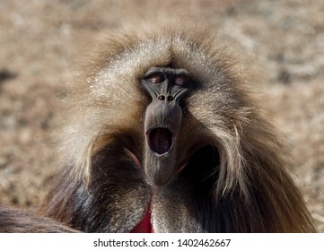 Gelada baboon yawns, close up. Simian mountains, Ethiopia