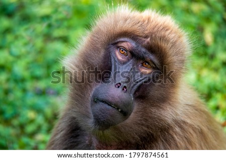 Gelada Baboons (Theropithecus gelada) - portrait. Monkey, Africa.