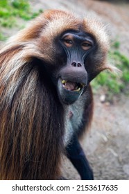 Gelada Ethiopian Highlands Grazer Monkey Baboon