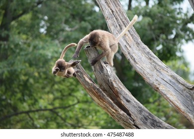 Gelada Fight