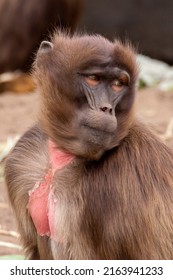 Gelada Monkey Deep In Thought