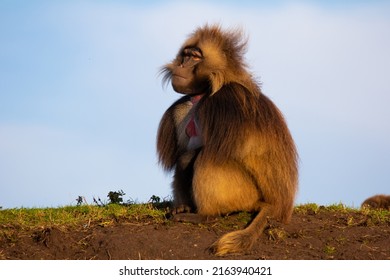 Gelada Monkey On Top Of Hill