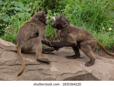 Gelada Monkeys Fighting With Each Other