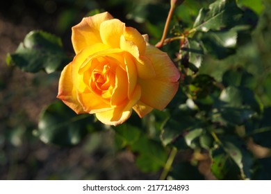 blühende gelbe Rose, angestrahlt von der Sonne - Shutterstock ID 2177124893