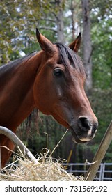 Gelding Standing At The Round Bale Feeder