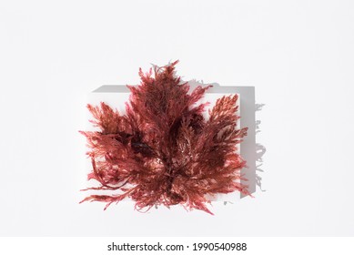 Gelidium Agar Of Red Algae. Kanten On White Background. Top View