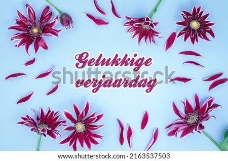  Gelukkige verjaardag means Happy Birthday in Dutch Language. Vibrant flat lay with burgundy chrysanthemums flowers on blue color paper. 