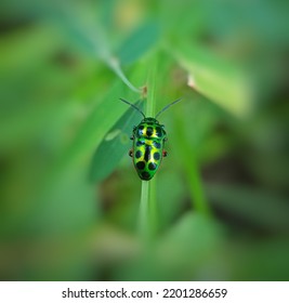 Gem Ticks, Scutelleridae Are A Family Of True Insects, Known As Gem Ticks Or Metal Shield Ticks Because Of Their Brilliant Coloration. Gem Insects Are Arthropods