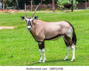 Gemsbok Antelope (Oryx Gazella)