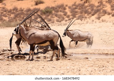 Gemsbok Fighting Hd Stock Images Shutterstock