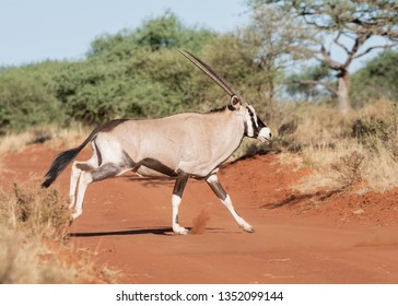 A Gemsbok antelope in Southern African savanna
