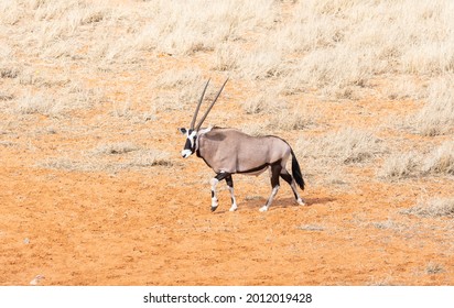 A Gemsbok Antelope In Southern African Savannah