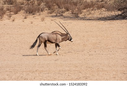 A Gemsbok antelope walking  in a dry riverbed in Southern African savannah