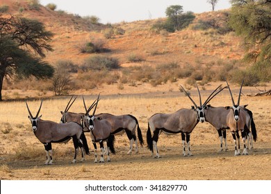 Gemsbok Herd