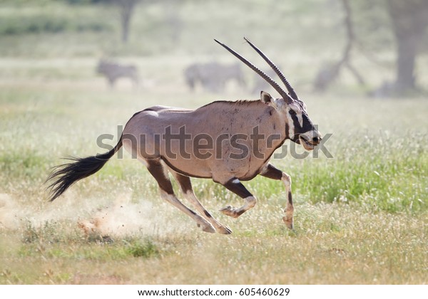 Gemsbok Oryx Gazella Dominant Male Chasing Stock Photo Edit Now 605460629