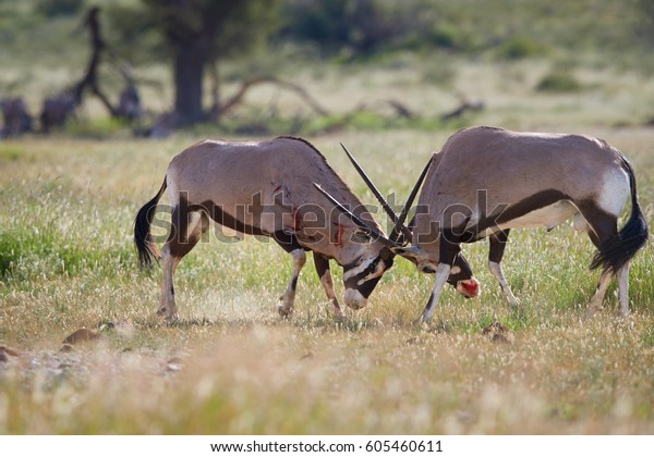 Gemsbok Oryx Gazella Two Males Fighting Stock Photo Edit Now 605460611