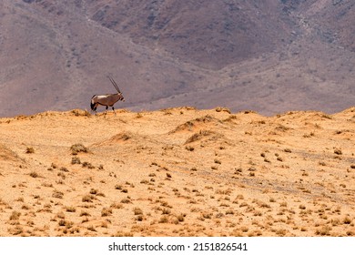 gemsbok roams through the namib desert

