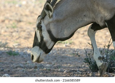 Gemsbok Or South African Oryx In The Kgalagadi