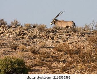 Gemsbok Or South African Oryx In The Kgalagadi