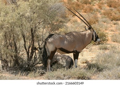 Gemsbok Or South African Oryx In The Kgalagadi