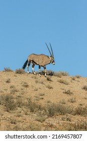 Gemsbok Or South African Oryx In The Kgalagadi