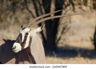 Gemsbok Or South African Oryx In The Kgalagadi