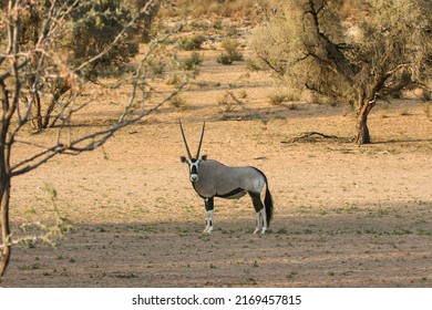 Gemsbok Or South African Oryx In The Kgalagadi