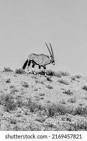 Gemsbok Or South African Oryx In The Kgalagadi