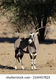 Gemsbok Or South African Oryx In The Kgalagadi