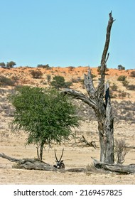 Gemsbok Or South African Oryx In The Kgalagadi