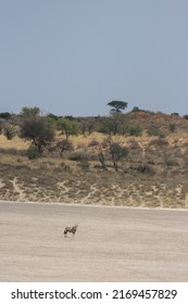 Gemsbok Or South African Oryx In The Kgalagadi