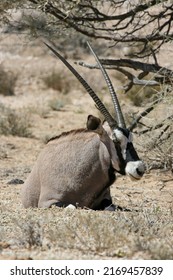 Gemsbok Or South African Oryx In The Kgalagadi