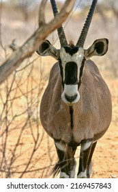 Gemsbok Or South African Oryx In The Kgalagadi