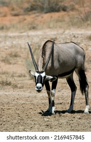 Gemsbok Or South African Oryx In The Kgalagadi