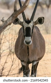 Gemsbok Or South African Oryx In The Kgalagadi