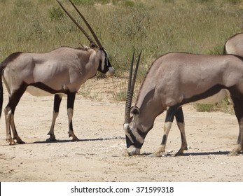 Gemsbok Spotted At South African Safari