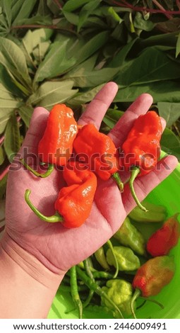 Gendot chili has the popular name Habanero pepper. Has a spicy taste around 100,000-350,000 scale of Scoville.