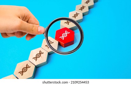 Gene study in a DNA chain. Mutations and genetic diseases. Gene therapy modification of cells to produce a therapeutic effect. Family tree and pedigree. Disease propensity. Paternity confirmation. - Shutterstock ID 2109254453