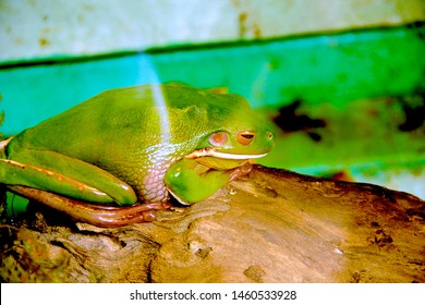 In General, Adult Frogs Only Measure 19-23 Cm With A Weight Of 1.5-3 Ounces. But The Goliath Frog (Conraua Goliath) Can Grow To 33 Cm Long And Weighs 3.3 Kg.
The Goliath Frog Is Said To Be The Bigges