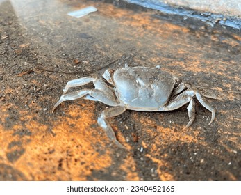 The general appearance of the crab is a convex curved carapace with a smooth, glossy surface. The carapace, claws and legs are mostly purple, black and yellow. - Shutterstock ID 2340452165