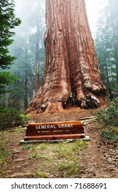 General Grant Sequoia Tree