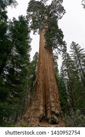 The General Grant Tree In King's Canyon NP