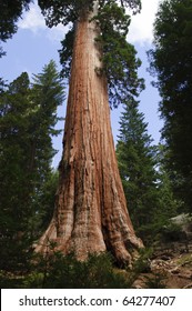 General Grant Tree in Kings Canyon National Park, California.