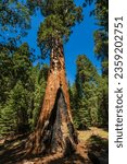 The General Grant tree is the largest giant sequoia (Sequoiadendron giganteum) in the General Grant Grove section of Kings Canyon National Park in California.