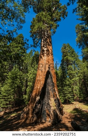 The General Grant tree is the largest giant sequoia (Sequoiadendron giganteum) in the General Grant Grove section of Kings Canyon National Park in California.