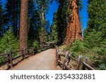 The General Grant Tree loop in the Sequoia  Kings Canyon National Park. 