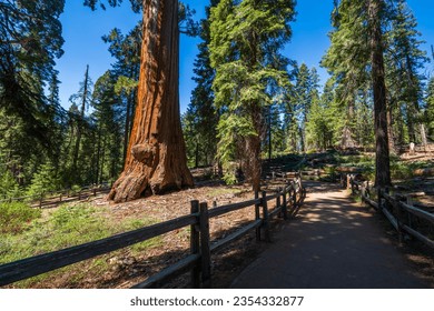 The General Grant Tree loop in the Sequoia  Kings Canyon National Park. 